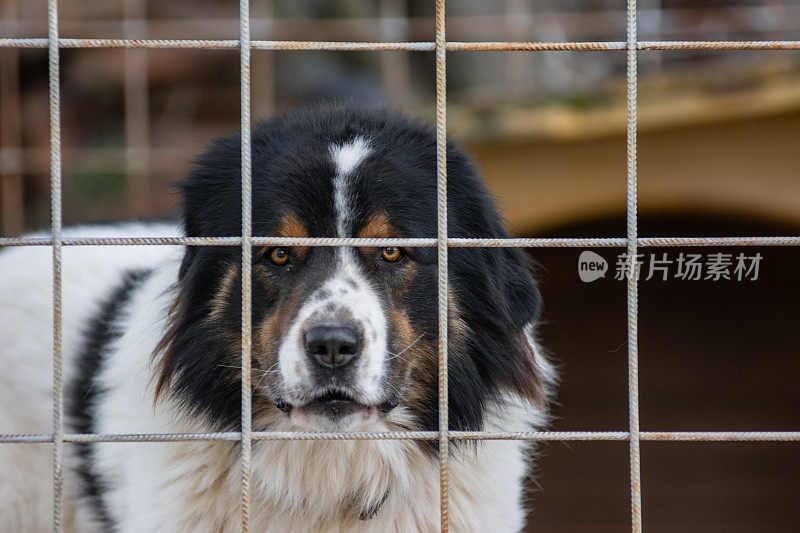 托恩杰克牧羊犬在铁网笼子里看着镜头