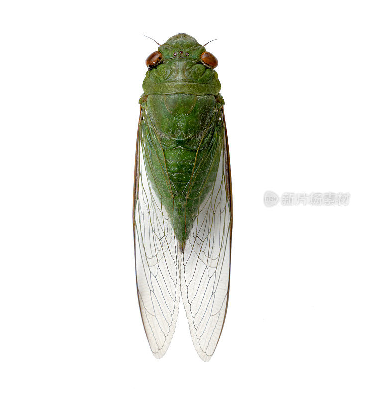 亚洲绿蝉孤立在白底昆虫学和野生动物摄影概念
