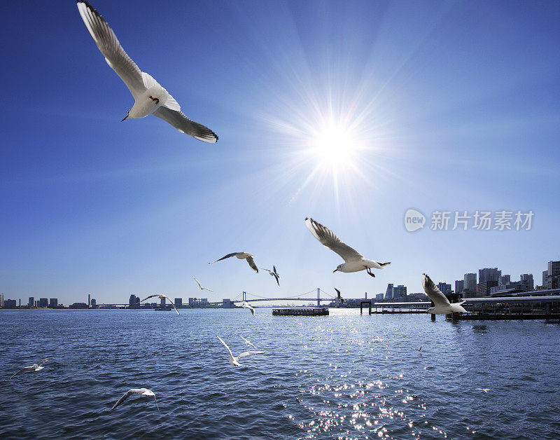 海鸥在海港周围飞翔，中央区，东京，日本