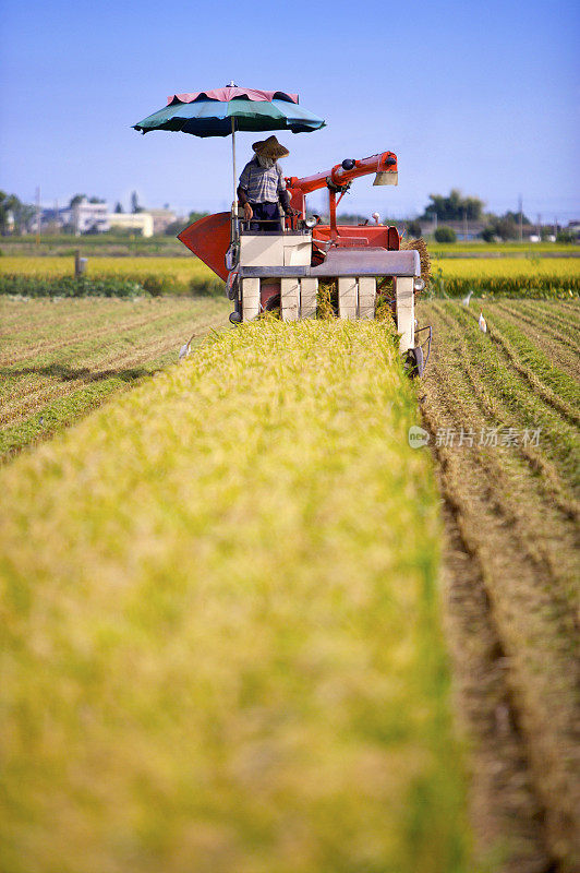 稻田,现代农业