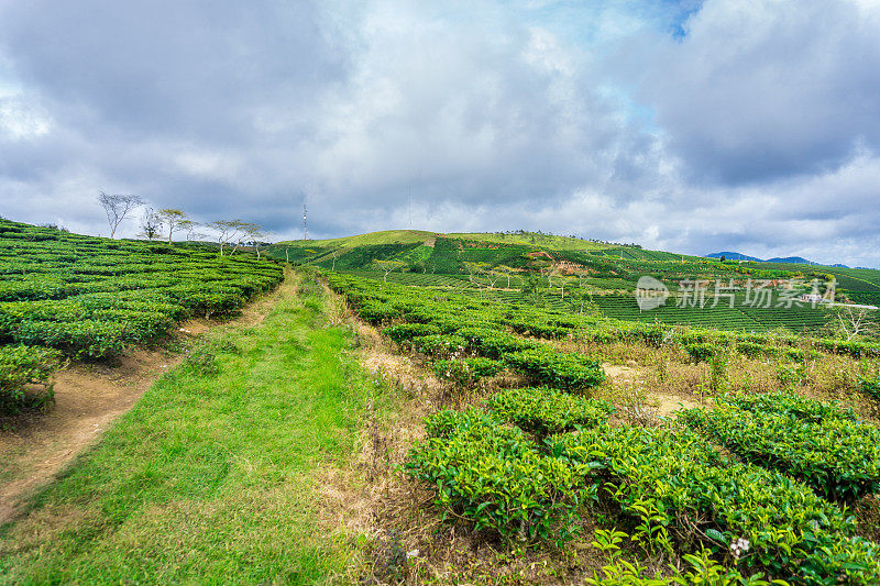 越南林东的茶山农场