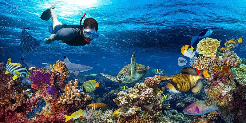 水下珊瑚礁景观浮潜