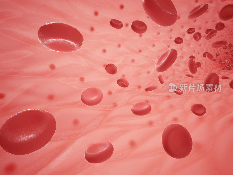 有红细胞的人体血管