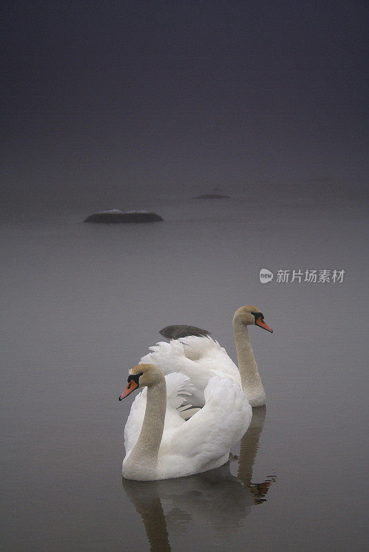 爱情隐喻中的天鹅