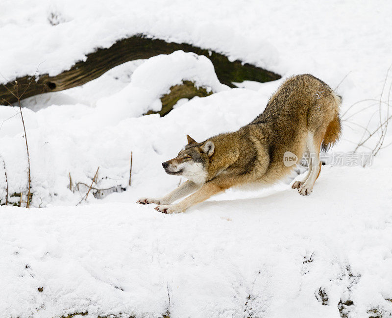 雪地里伸展的狼