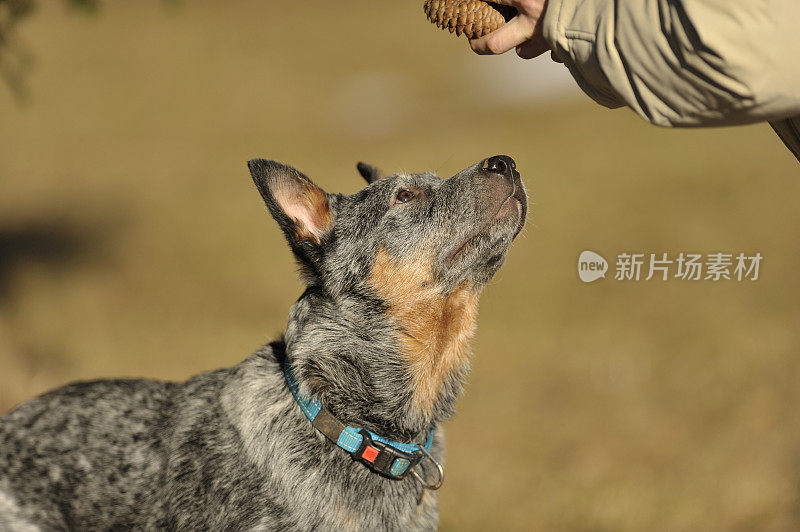 澳大利亚牧牛犬想要一个松果