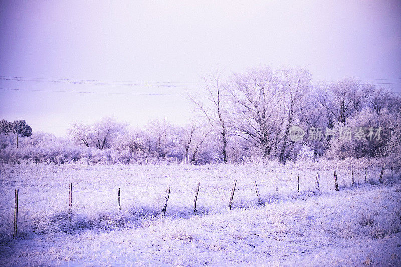 戏剧性的冬夜，树木被雪覆盖。美国科罗拉多州