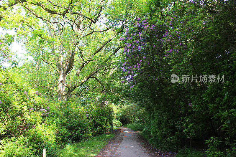 乡村小路的形象，两旁是茂密的树木、树篱、杜鹃花