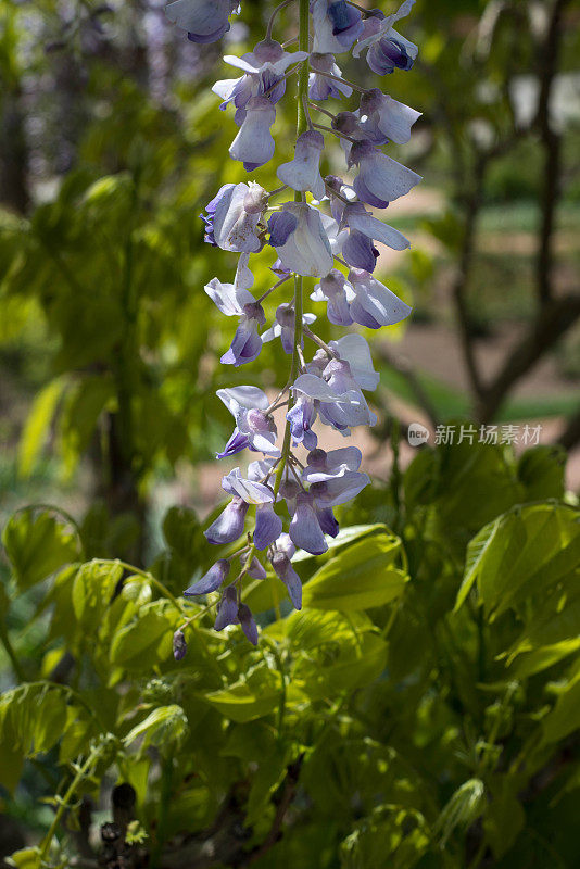 紫藤开花与背光