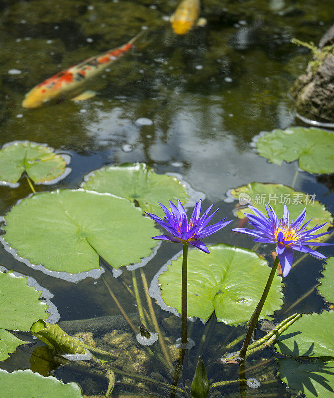紫色热带池塘花与睡莲和锦鲤