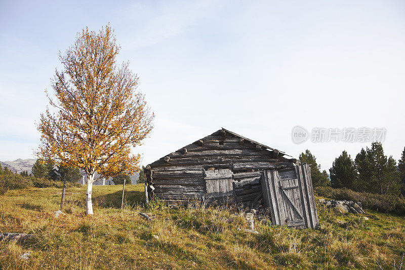 废弃的农场和桦树在秋天。