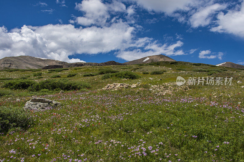 落基山高寒草甸