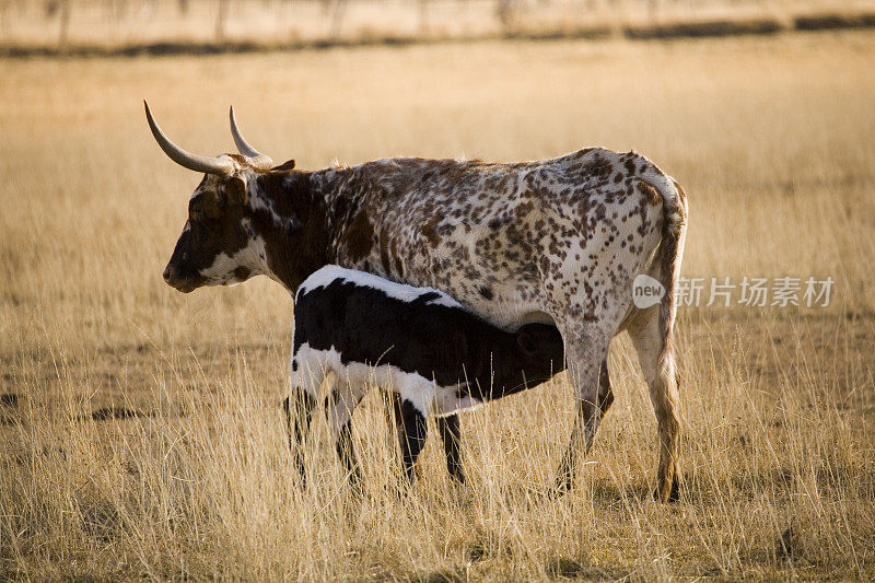 德州长角牛和小牛。