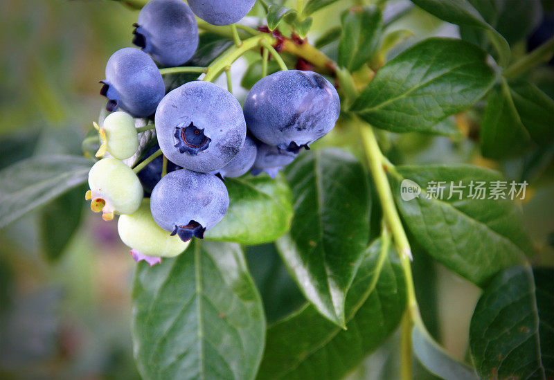 一大束蓝莓