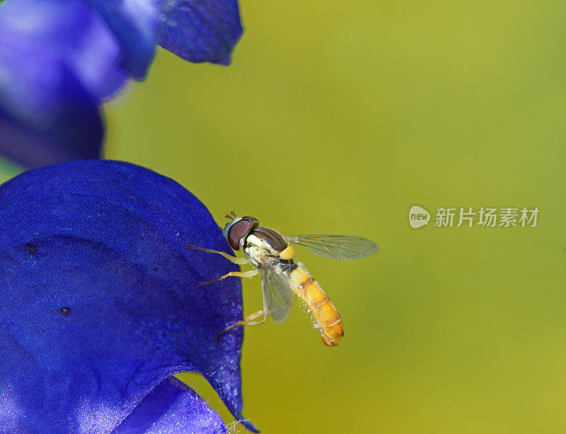 食蚜蝇在蓝风铃花上