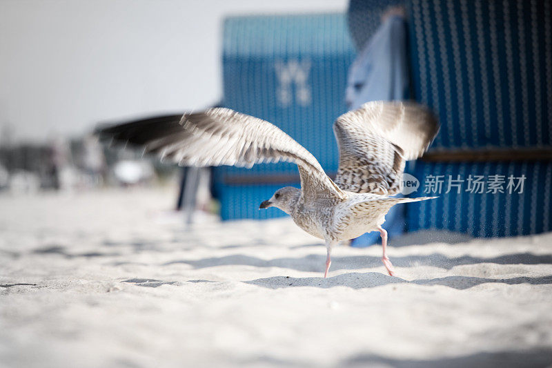 海滩上拍打翅膀的年轻海鸥