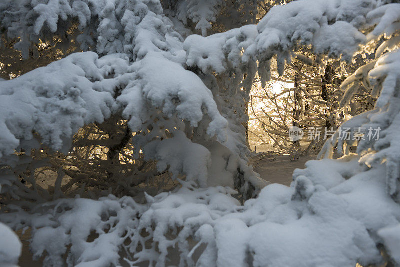 在罗安山白雪皑皑的森林里发出耀眼的光芒