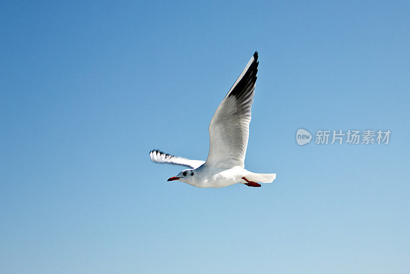 海鸥