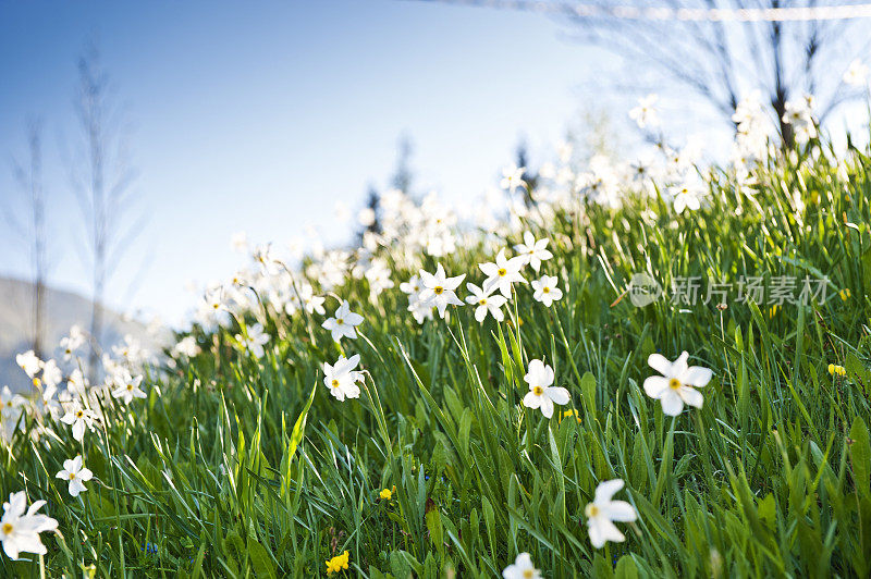 山的水仙花