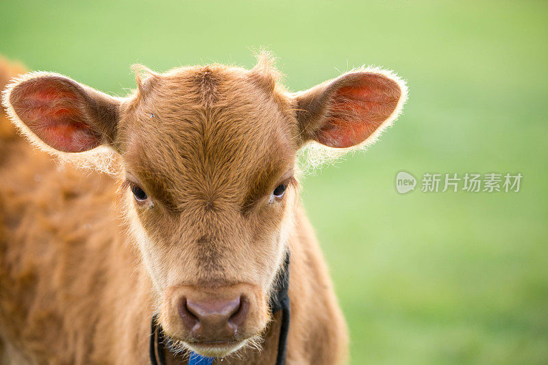 蒙古:草原上的小牛