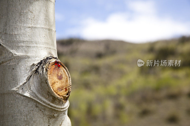 科罗拉多春天白杨树在前景与山坡背景