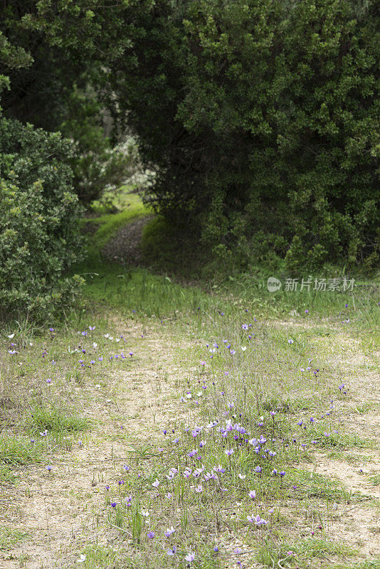 蜿蜒的乡间小路，盛开着银莲花和乳香树