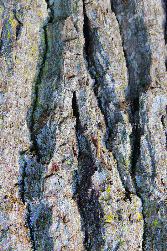 英国橡树树干(栎属)树皮纹理图像