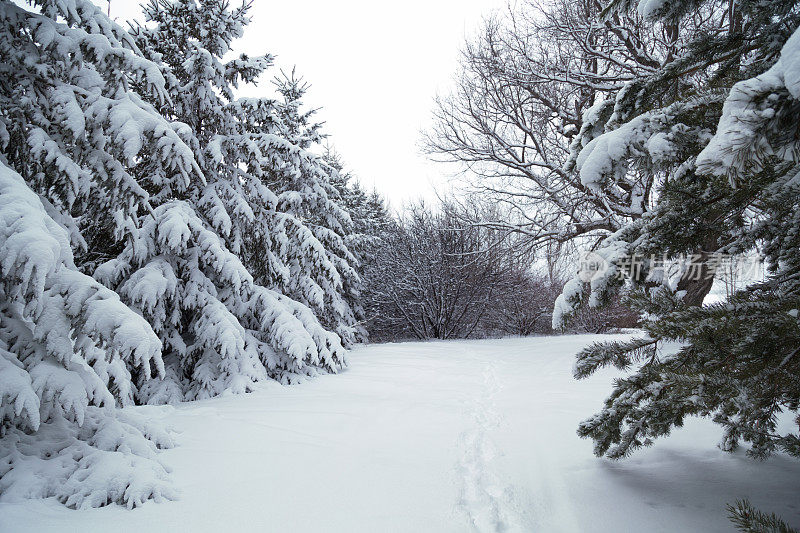 穿越积雪覆盖的树木――明尼苏达的冬天