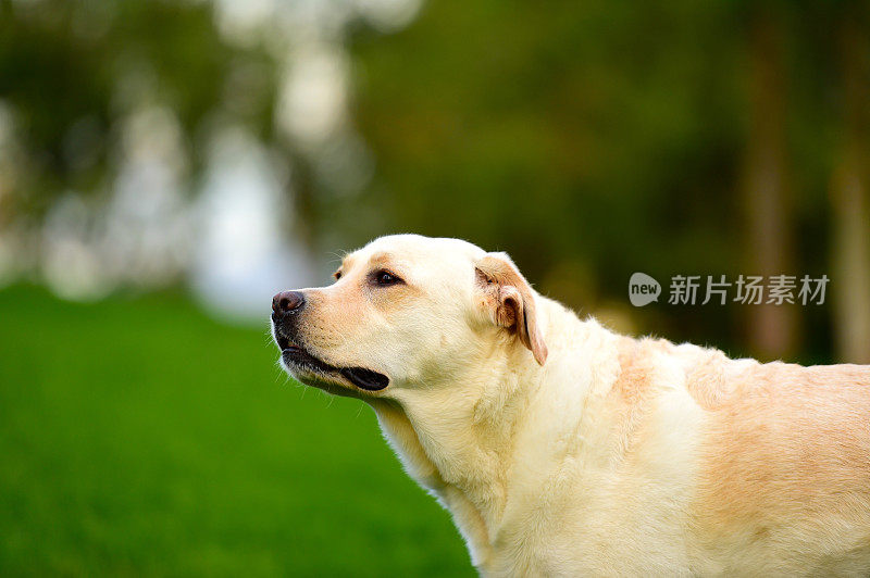 拉布拉多寻回犬