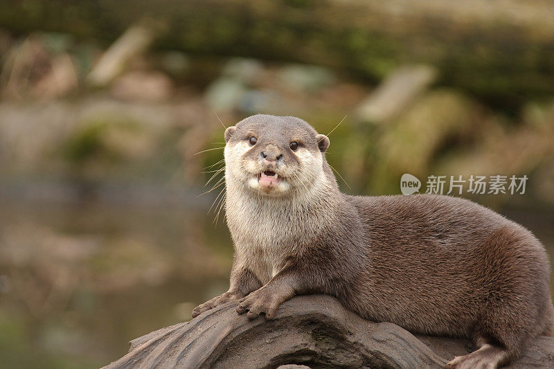 水獭