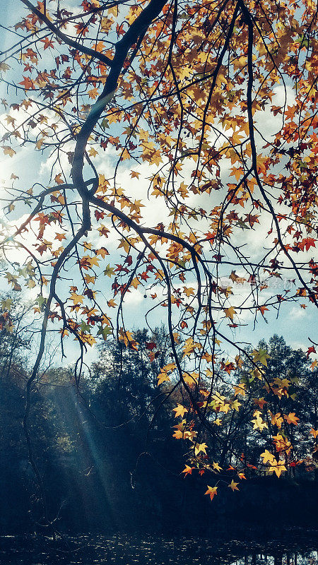 秋天的树叶黄色，橙色的树叶在树上，天空，太阳光束