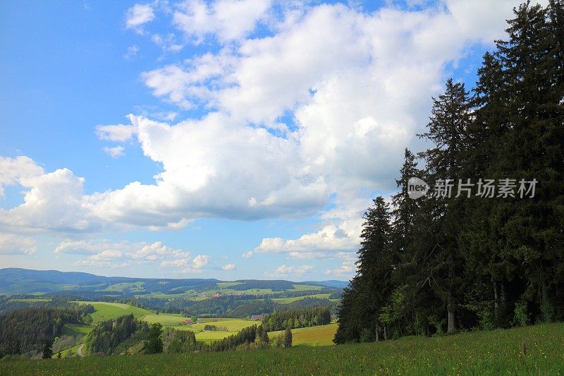 黑森林的夏季景观