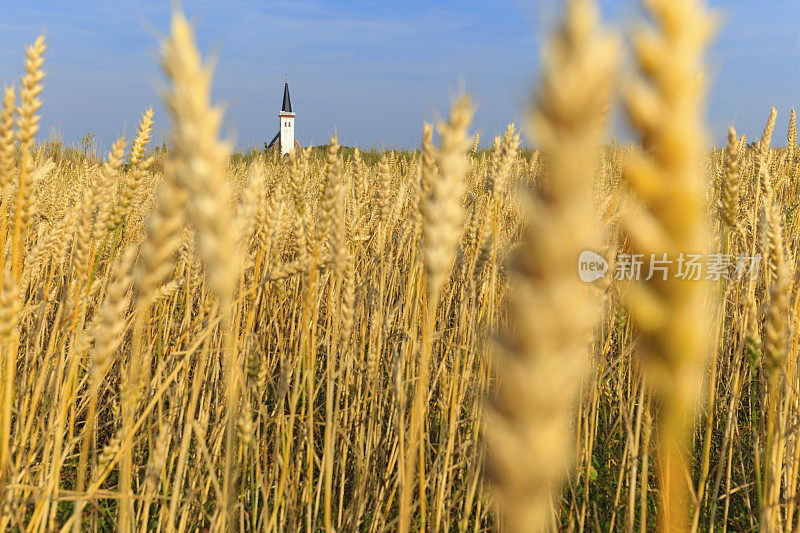 荷兰特塞尔岛登霍恩附近的玉米地