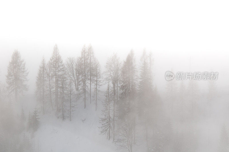 冬天雾笼罩着山坡上的树木