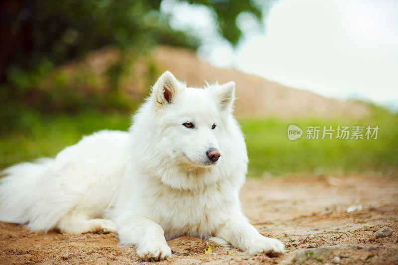 一只白色的狗躺在沙滩上