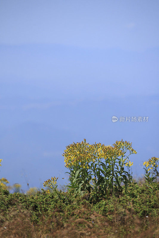 山景风景风景山景与野花高山草甸