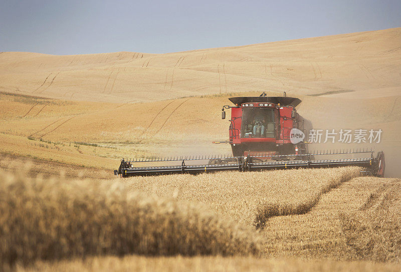 美国西部收割小麦的农民。