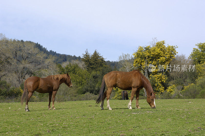 两匹马在草地上吃草