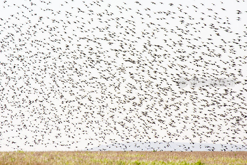 草地上成群的欧洲椋鸟