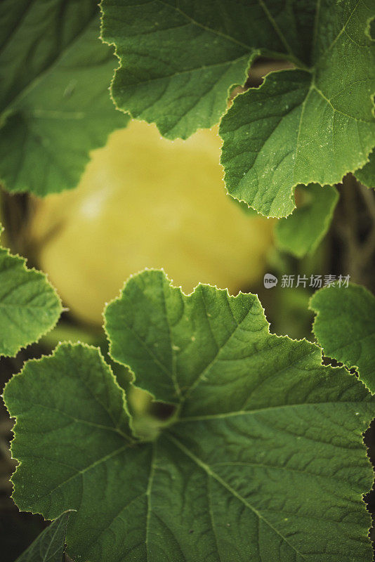 有机南瓜在户外菜园中种植。本土生产