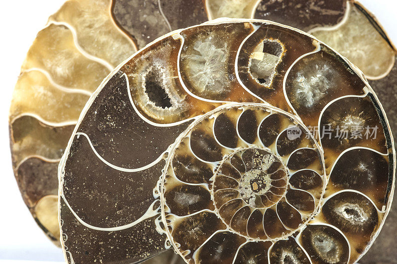 鹦鹉螺菊石化石