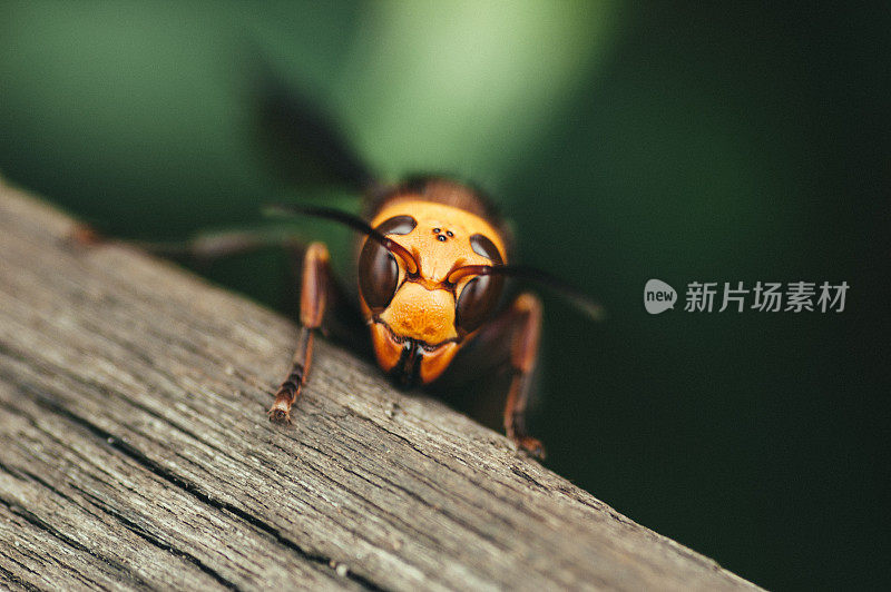 正中黄蜂(大黄蜂)肖像