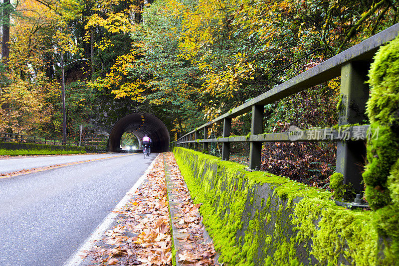 风景如画的秋天道路与隧道在黄色的森林