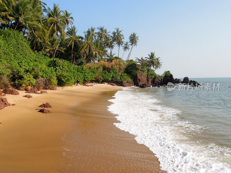 Thottada村附近海滩上的椰子树