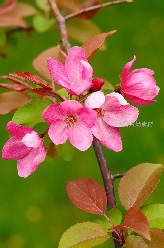 苹果花。