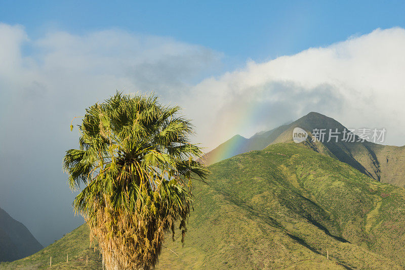 热带毛伊风景与山棕榈树和彩虹夏威夷