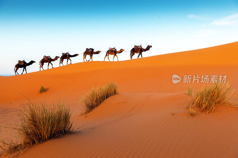 骆驼在一系列步行，厄格切比，摩洛哥