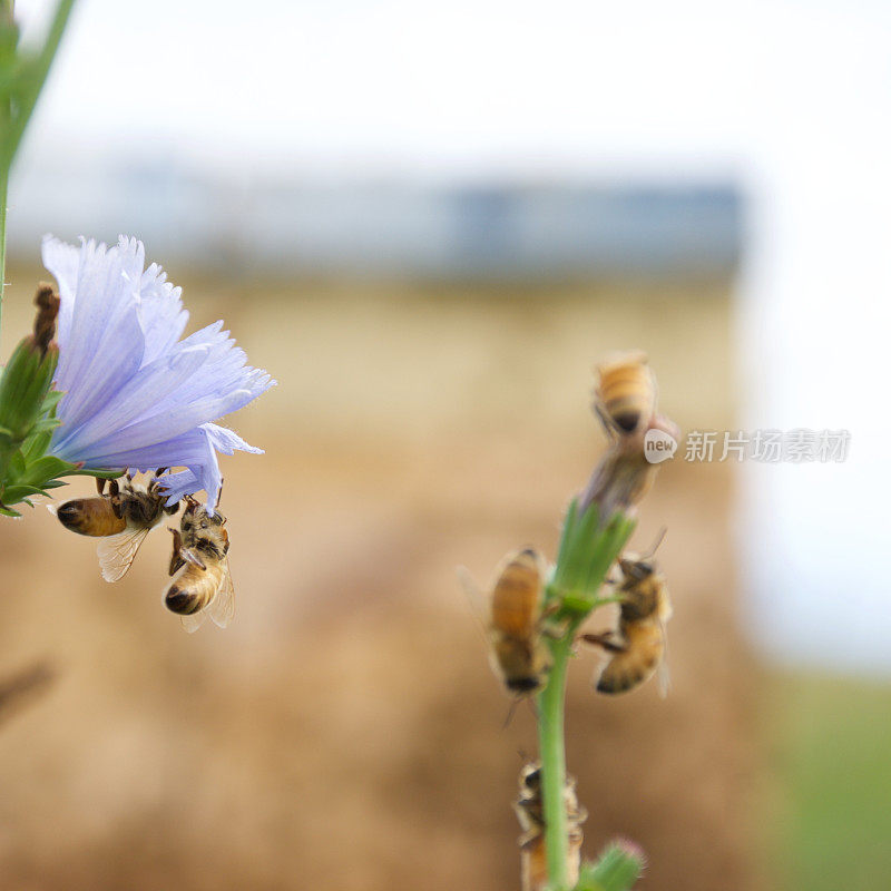 花上的蜜蜂