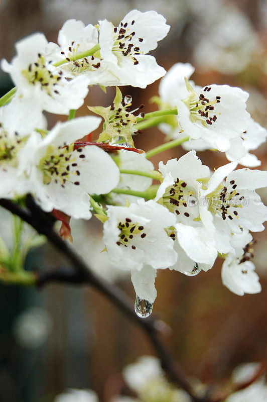 亚洲梨花在雨中盛开