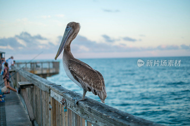 围栏上的鹈鹕